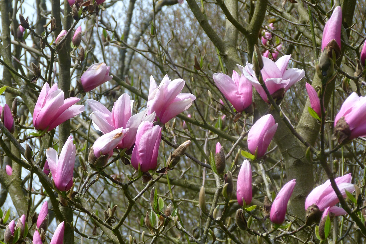 The Secret Gardens of England’s Cotswolds